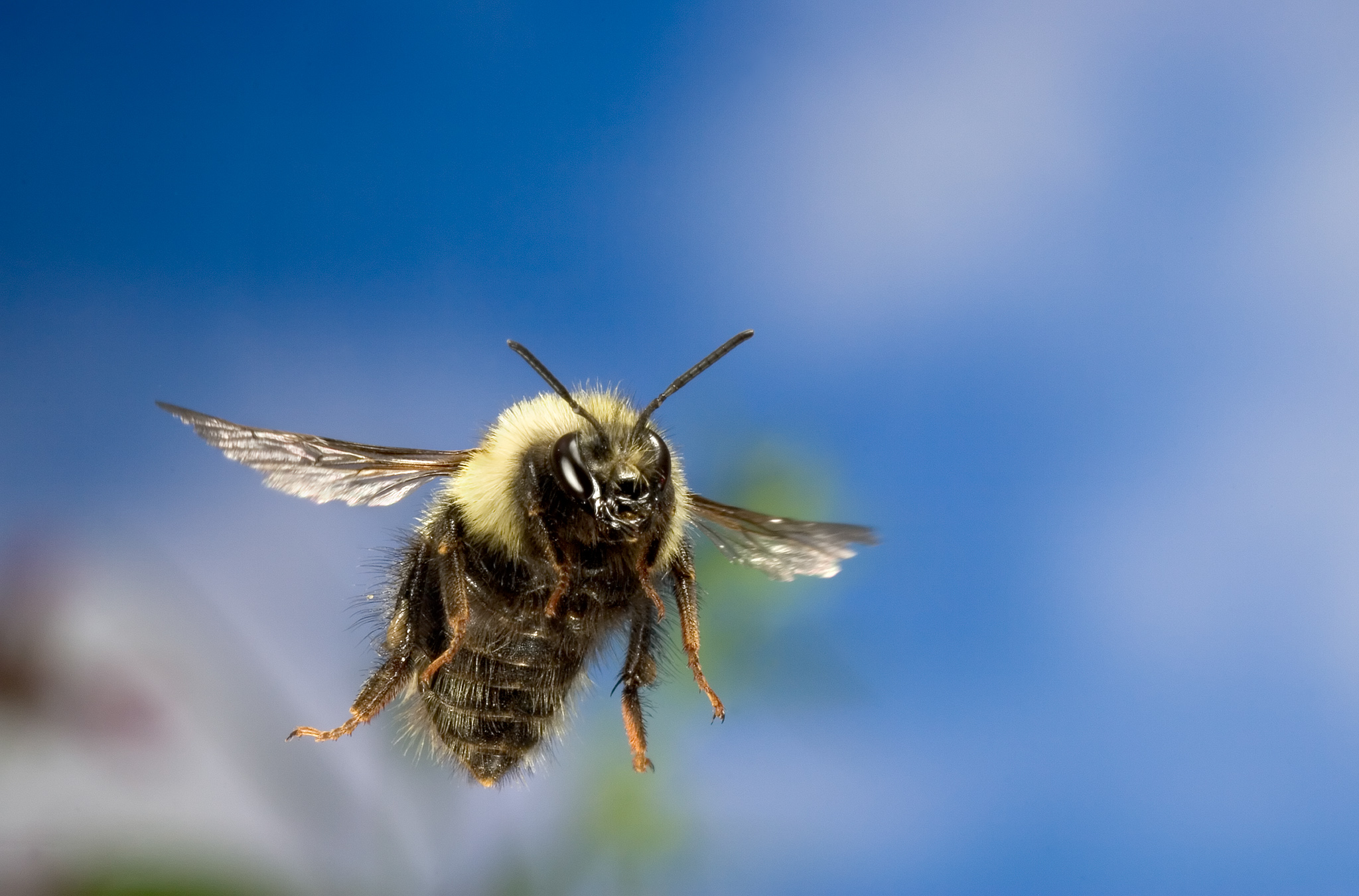 Bumblebee in flight Blank Meme Template