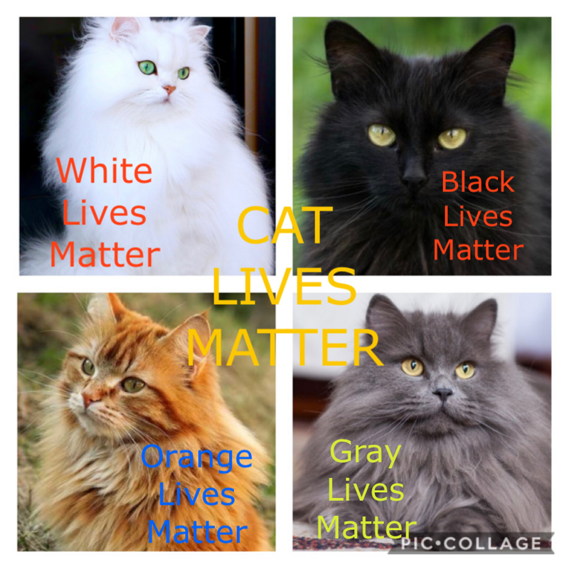 Cat Lives Matter Blank Meme Template