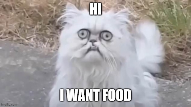 Ma there's a weird cat outside | HI; I WANT FOOD | image tagged in ma there's a weird cat outside | made w/ Imgflip meme maker