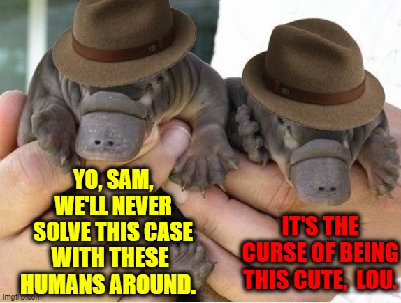 Lou & Sam: Platapus Detectives | IT'S THE CURSE OF BEING THIS CUTE,  LOU. YO, SAM, WE'LL NEVER SOLVE THIS CASE; WITH THESE HUMANS AROUND. | image tagged in vince vance,platapus,cute animals,animal meme,detectives,sam spade | made w/ Imgflip meme maker
