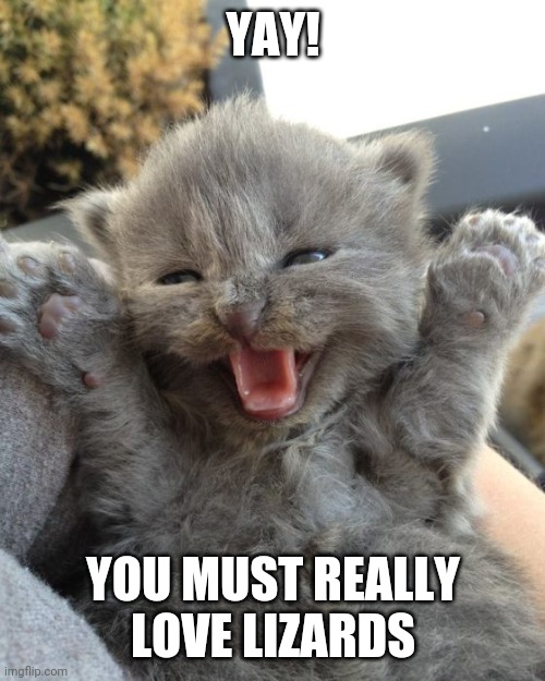 Yay Kitty | YAY! YOU MUST REALLY LOVE LIZARDS | image tagged in yay kitty | made w/ Imgflip meme maker