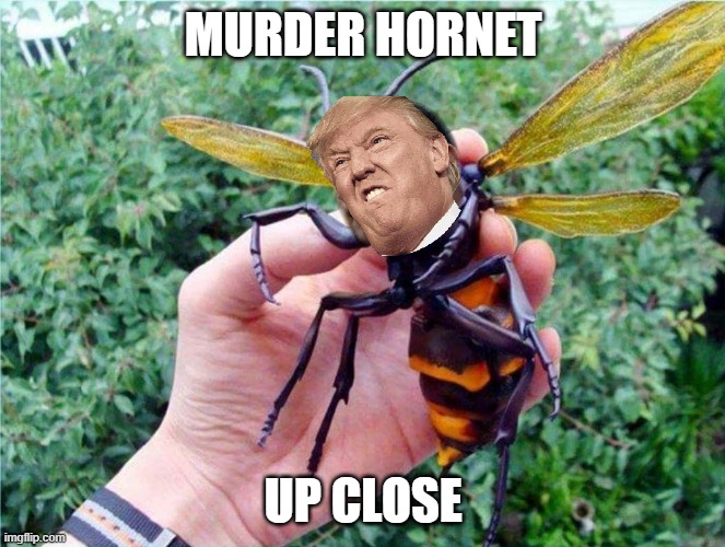 OJ Simpson Murder Hornet Close Up | MURDER HORNET; UP CLOSE | image tagged in oj simpson murder hornet close up | made w/ Imgflip meme maker