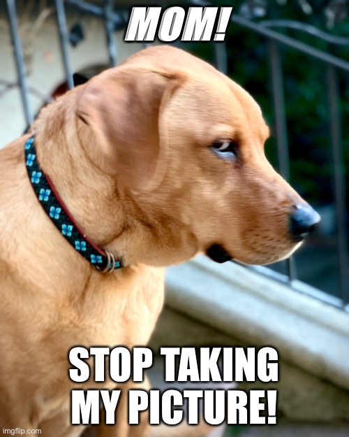 Moody Teen Dog | MOM! STOP TAKING MY PICTURE! | image tagged in dog,memes | made w/ Imgflip meme maker