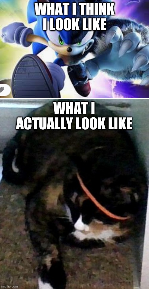thats my cat!!!!!!!!!!!!!!!!!!!!!!!!!!!!!!!!!!!! | WHAT I THINK I LOOK LIKE; WHAT I ACTUALLY LOOK LIKE | image tagged in sonic unleashed | made w/ Imgflip meme maker