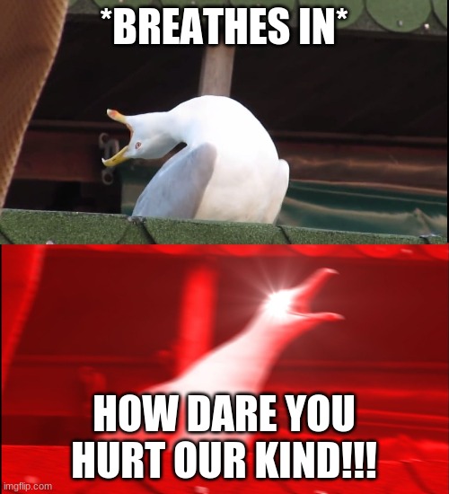 Screaming bird | *BREATHES IN* HOW DARE YOU HURT OUR KIND!!! | image tagged in screaming bird | made w/ Imgflip meme maker