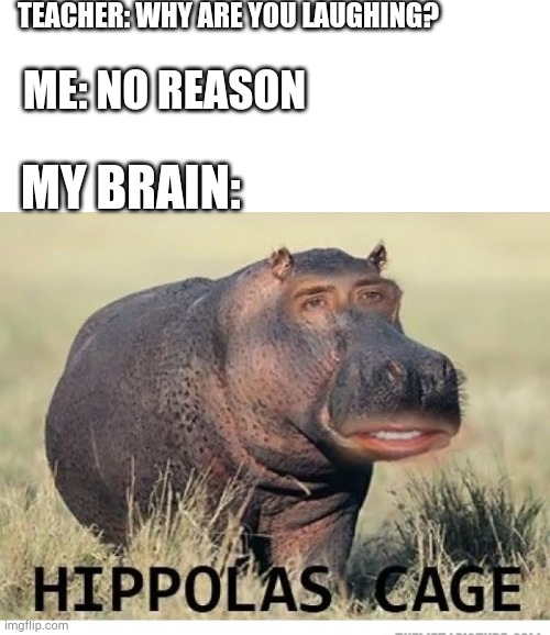 Hipploas Cage | TEACHER: WHY ARE YOU LAUGHING? ME: NO REASON; MY BRAIN: | image tagged in funny,memes,hippopotamus,nicolas cage | made w/ Imgflip meme maker
