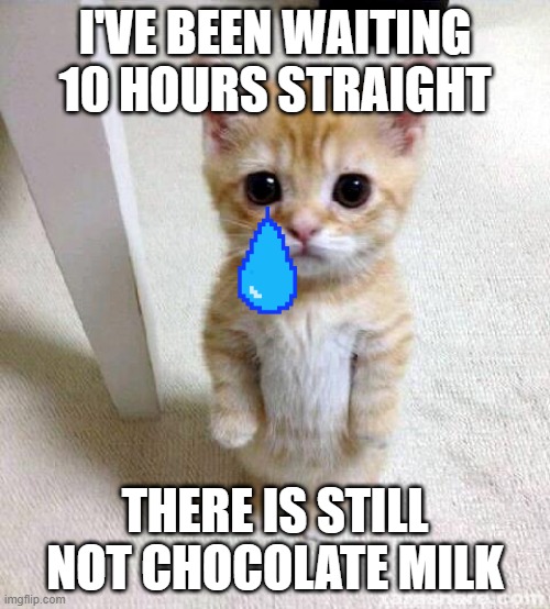 Cute Cat Meme | I'VE BEEN WAITING 10 HOURS STRAIGHT; THERE IS STILL NOT CHOCOLATE MILK | image tagged in memes,cute cat | made w/ Imgflip meme maker