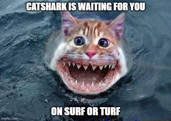 Catshark is waiting | CATSHARK IS WAITING FOR YOU; ON SURF OR TURF | image tagged in cats,memes,funny,shark,surf | made w/ Imgflip meme maker
