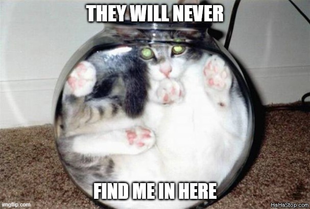 Perfect Place To Hide | THEY WILL NEVER; FIND ME IN HERE | image tagged in cats,memes,funny,fish tank | made w/ Imgflip meme maker