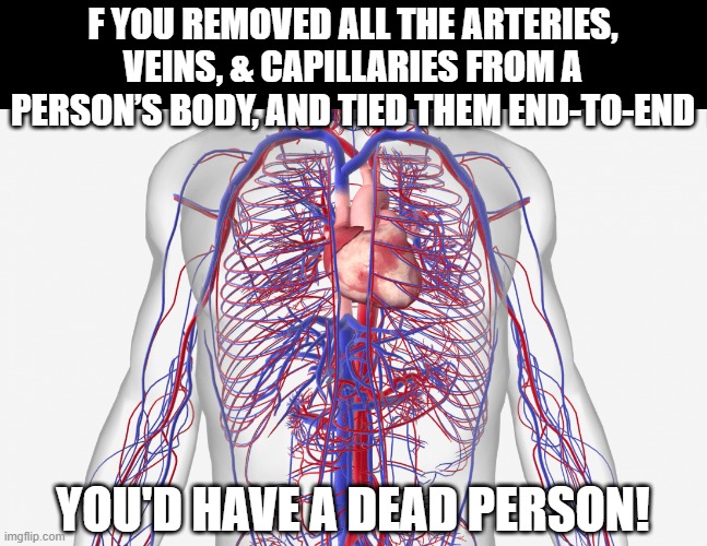 Touche! | F YOU REMOVED ALL THE ARTERIES, VEINS, & CAPILLARIES FROM A PERSON’S BODY, AND TIED THEM END-TO-END; YOU'D HAVE A DEAD PERSON! | image tagged in dark humor | made w/ Imgflip meme maker