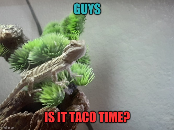 GUYS; IS IT TACO TIME? | image tagged in bearded dragon | made w/ Imgflip meme maker