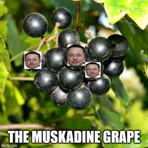 new varaity | THE MUSKADINE GRAPE | image tagged in elon musk | made w/ Imgflip meme maker