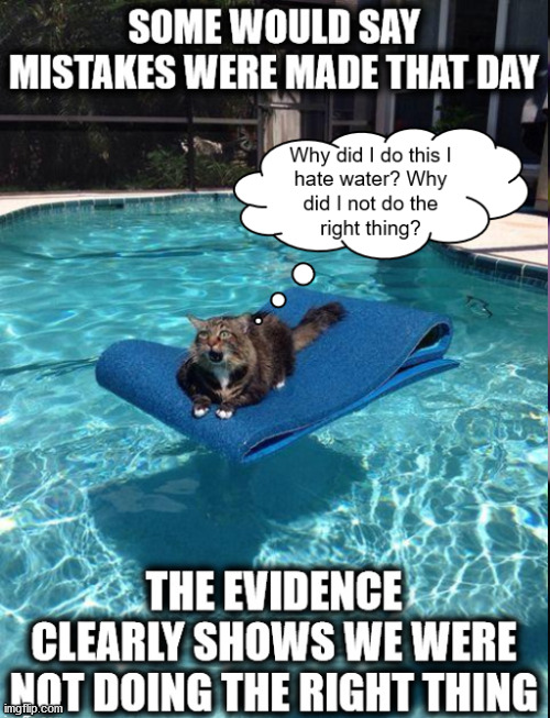 Splish Splash Kitty is Taking A Bath | image tagged in you're doing it wrong,doing it wrong,doing the wrong things,i have no idea what i am doing,oh god why,wishing i did the right th | made w/ Imgflip meme maker