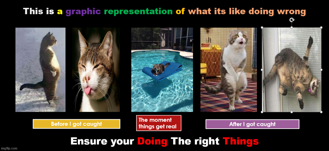Don't Be That Cat | image tagged in you're doing it wrong,doing the wrong thing,doing the right things,what am i doing with my life,so glad i grew up doing this,ins | made w/ Imgflip meme maker