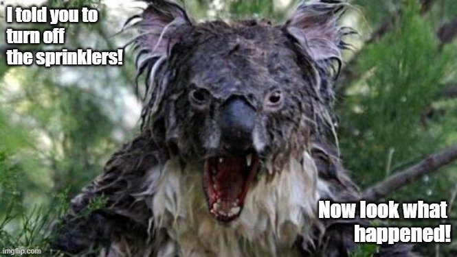 Angry Koala Meme | I told you to
turn off 
the sprinklers! Now look what 
happened! | image tagged in memes,angry koala | made w/ Imgflip meme maker