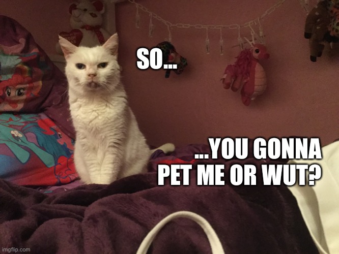 Pixie Wants Pets | SO... ...YOU GONNA PET ME OR WUT? | image tagged in cat,memes,cute | made w/ Imgflip meme maker