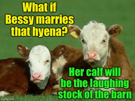 Cow funny is that? | What if Bessy marries that hyena? Her calf will be the laughing stock of the barn | image tagged in baby cows,cow,puns | made w/ Imgflip meme maker