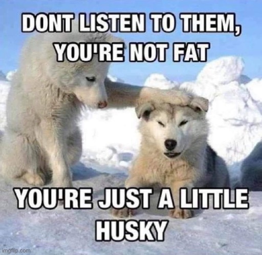 Dawwww (repost) | image tagged in repost,husky,pun dog - husky,wholesome,dogs,reposts | made w/ Imgflip meme maker