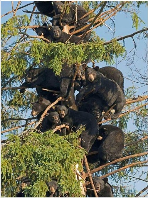 Bears in tree Blank Meme Template