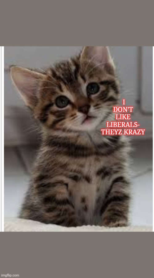 Cute Kitten | I DON'T LIKE LIBERALS- THEYZ KRAZY | image tagged in cute kittens | made w/ Imgflip meme maker
