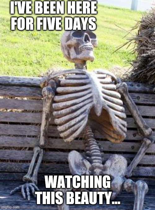 Waiting Skeleton Meme | I'VE BEEN HERE FOR FIVE DAYS WATCHING THIS BEAUTY... | image tagged in memes,waiting skeleton | made w/ Imgflip meme maker