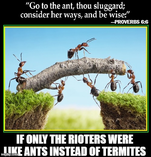 One of the Drawbacks from the Stimulus | —PROVERBS 6:6; IF ONLY THE RIOTERS WERE LIKE ANTS INSTEAD OF TERMITES | image tagged in vince vance,proverb,bible,ants,rioters,idle hands | made w/ Imgflip meme maker