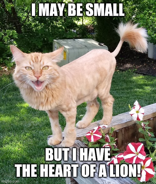 Heart of a lion | I MAY BE SMALL; BUT I HAVE THE HEART OF A LION! | image tagged in cat lion named pumpkin,cat lion,lion cat | made w/ Imgflip meme maker
