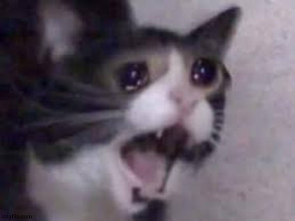 Cat Cry | image tagged in cat cry | made w/ Imgflip meme maker