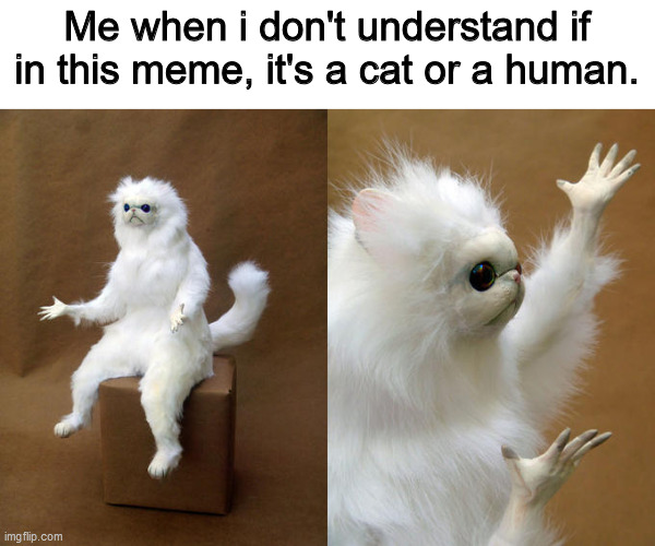 I don't understand this meme | Me when i don't understand if in this meme, it's a cat or a human. | image tagged in memes,persian cat room guardian | made w/ Imgflip meme maker