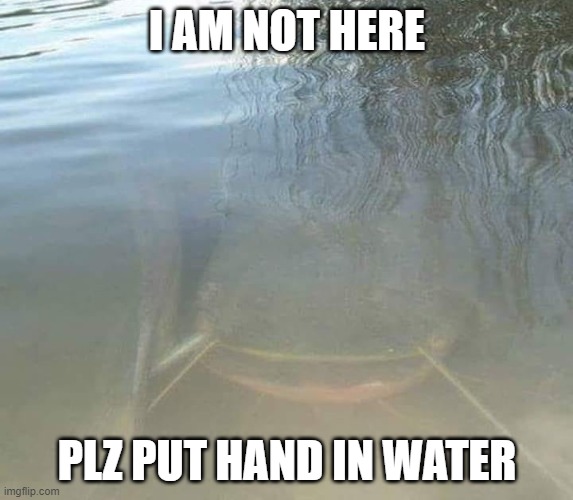 Don't mind me | I AM NOT HERE; PLZ PUT HAND IN WATER | image tagged in weird creepy catfish | made w/ Imgflip meme maker