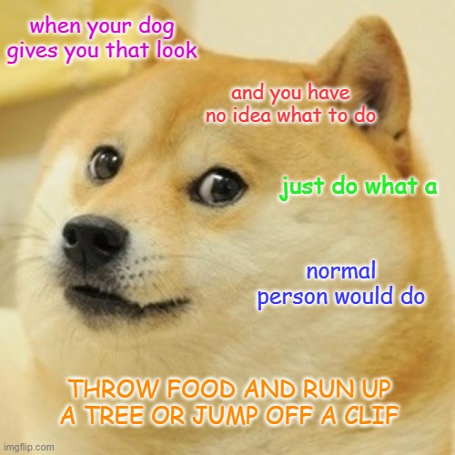 WHAT TO DO | when your dog gives you that look; and you have no idea what to do; just do what a; normal person would do; THROW FOOD AND RUN UP A TREE OR JUMP OFF A CLIF | image tagged in memes,doge | made w/ Imgflip meme maker