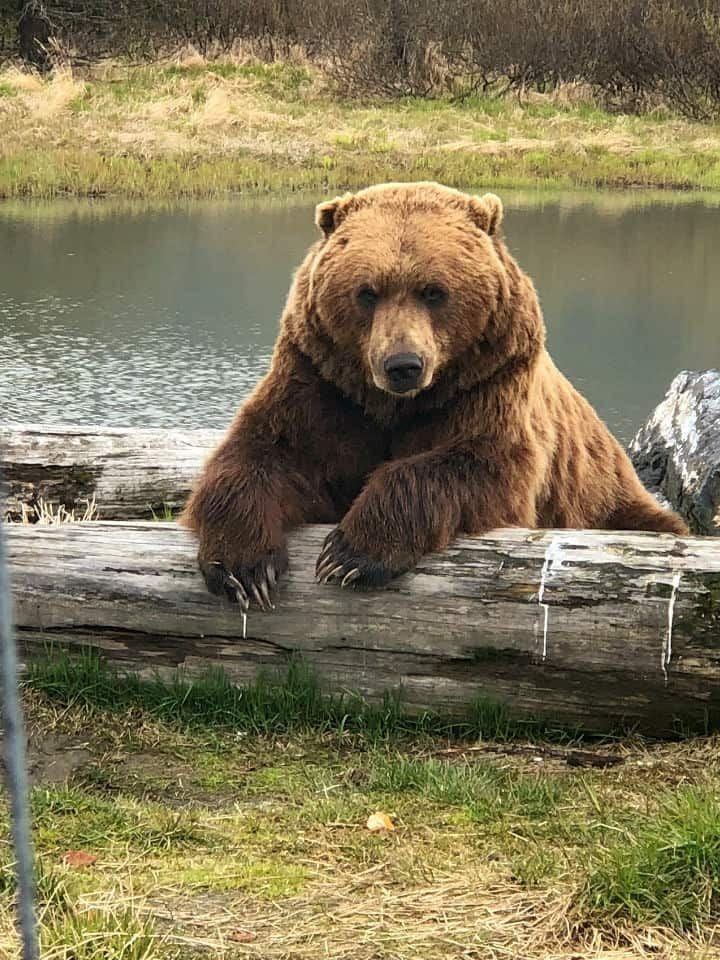 bear Blank Meme Template