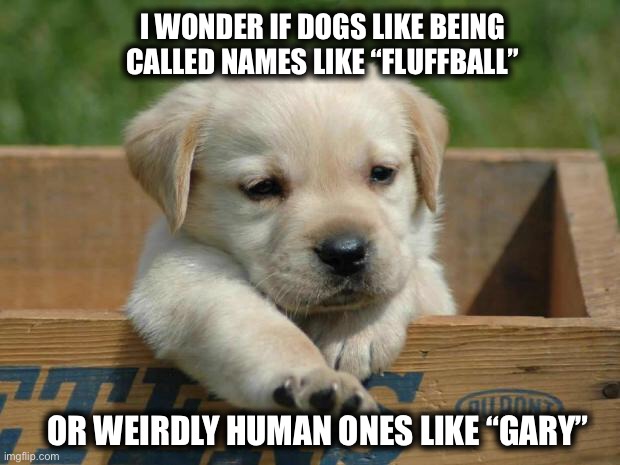 Cute puppy dog names | I WONDER IF DOGS LIKE BEING CALLED NAMES LIKE “FLUFFBALL”; OR WEIRDLY HUMAN ONES LIKE “GARY” | image tagged in dog,puppy,fluffy,names,cute,adorable | made w/ Imgflip meme maker