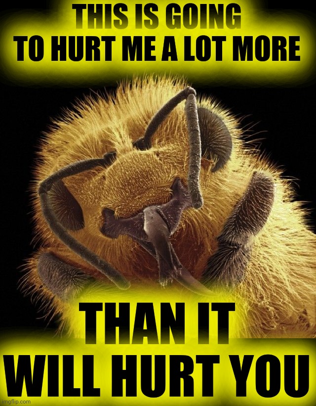 Honeybee | THIS IS GOING TO HURT ME A LOT MORE THAN IT WILL HURT YOU | image tagged in honeybee | made w/ Imgflip meme maker