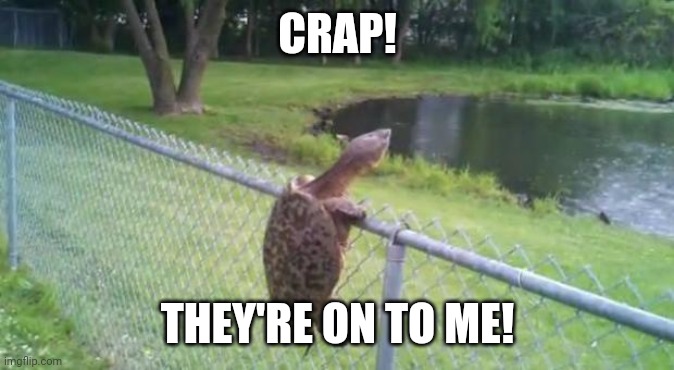 turtle fence escape | CRAP! THEY'RE ON TO ME! | image tagged in turtle fence escape | made w/ Imgflip meme maker