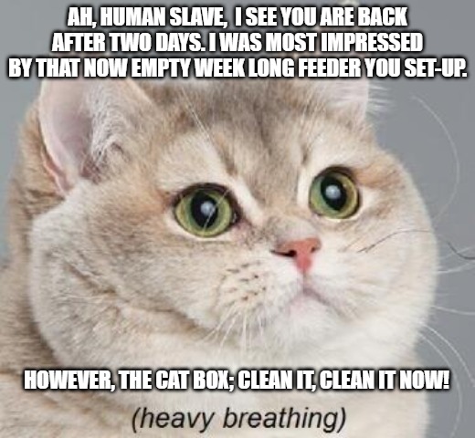 Heavy Breathing Cat Meme | AH, HUMAN SLAVE,  I SEE YOU ARE BACK AFTER TWO DAYS. I WAS MOST IMPRESSED BY THAT NOW EMPTY WEEK LONG FEEDER YOU SET-UP. HOWEVER, THE CAT BOX; CLEAN IT, CLEAN IT NOW! | image tagged in memes,heavy breathing cat | made w/ Imgflip meme maker