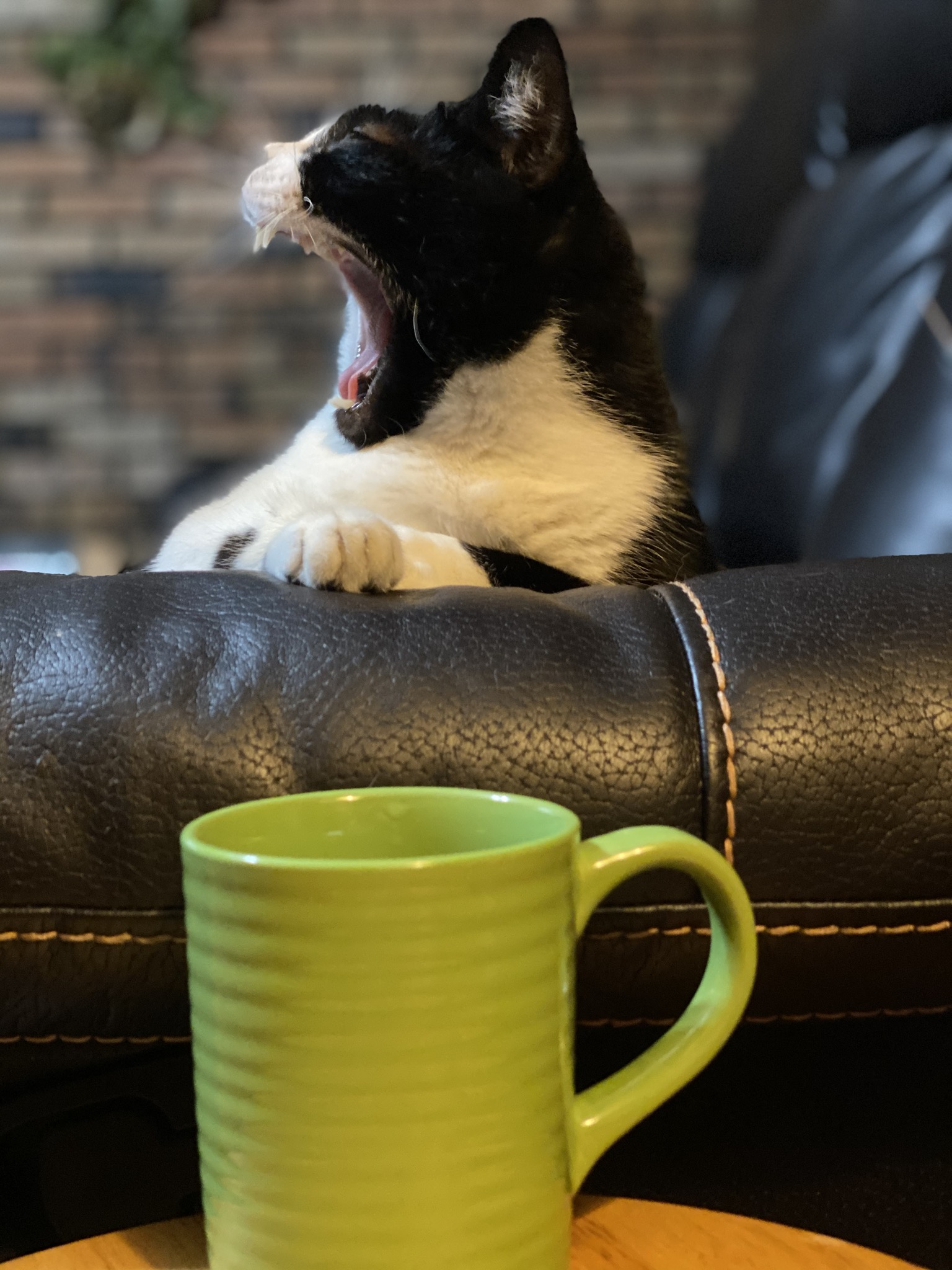 High Quality Coffee cat Blank Meme Template