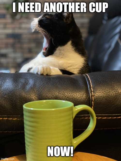 Coffee cat | I NEED ANOTHER CUP; NOW! | image tagged in coffee cat | made w/ Imgflip meme maker