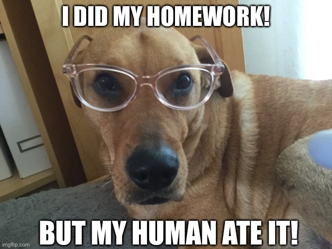 My human ate my homework! | I DID MY HOMEWORK! BUT MY HUMAN ATE IT! | image tagged in smarty dog,memes,cute | made w/ Imgflip meme maker