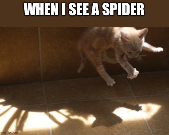 nope spider meme gif