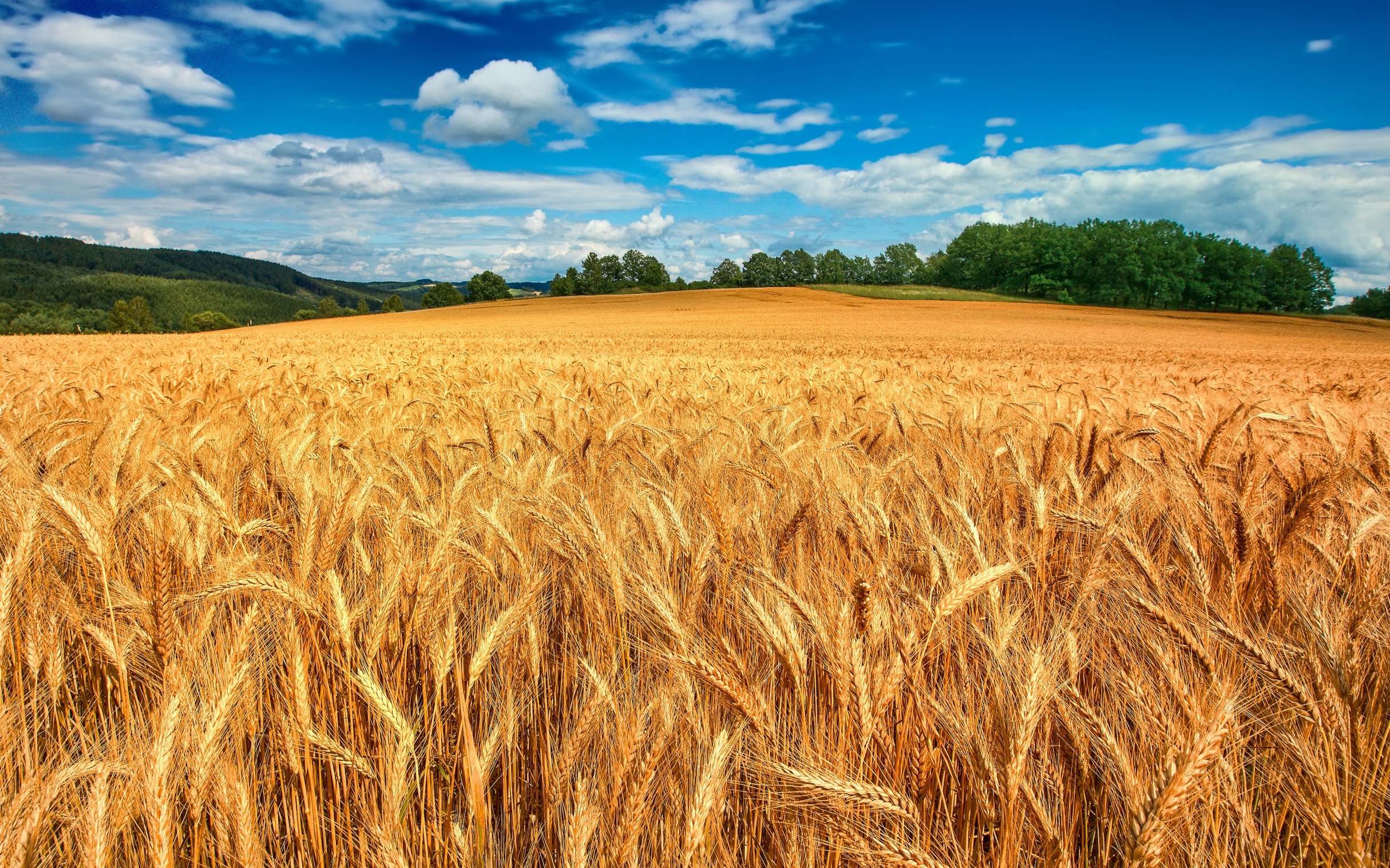 Harvest Blank Meme Template