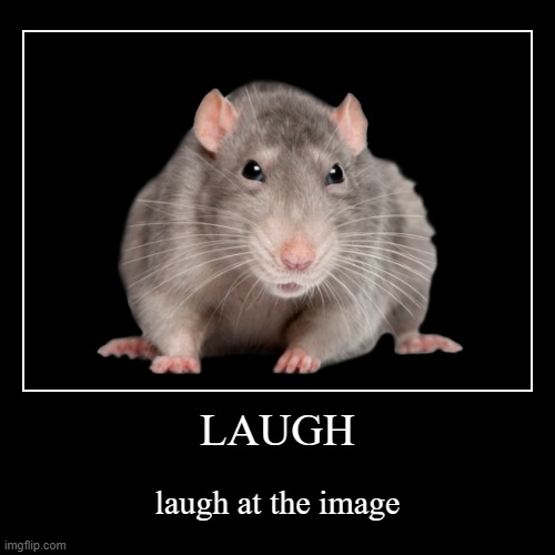 rat | LAUGH | laugh at the image | image tagged in funny,demotivationals | made w/ Imgflip demotivational maker