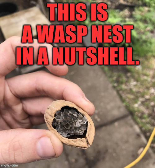 Punny. |  THIS IS A WASP NEST IN A NUTSHELL. | image tagged in bad pun,wasp,in a nutshell | made w/ Imgflip meme maker