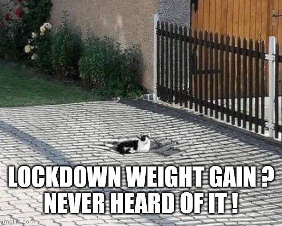 Fat Cat | LOCKDOWN WEIGHT GAIN ?
NEVER HEARD OF IT ! | image tagged in lockdown,cat,cats | made w/ Imgflip meme maker
