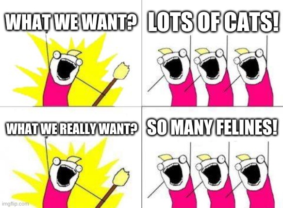 Me | WHAT WE WANT? LOTS OF CATS! SO MANY FELINES! WHAT WE REALLY WANT? | image tagged in what do we want,cats | made w/ Imgflip meme maker