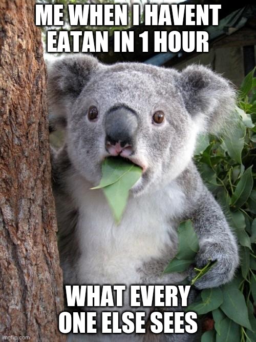 Surprised Koala Meme | ME WHEN I HAVENT EATAN IN 1 HOUR; WHAT EVERY ONE ELSE SEES | image tagged in memes,surprised koala | made w/ Imgflip meme maker
