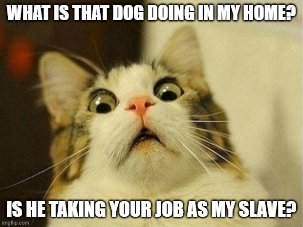 Scared Cat Meme | WHAT IS THAT DOG DOING IN MY HOME? IS HE TAKING YOUR JOB AS MY SLAVE? | image tagged in memes,scared cat | made w/ Imgflip meme maker