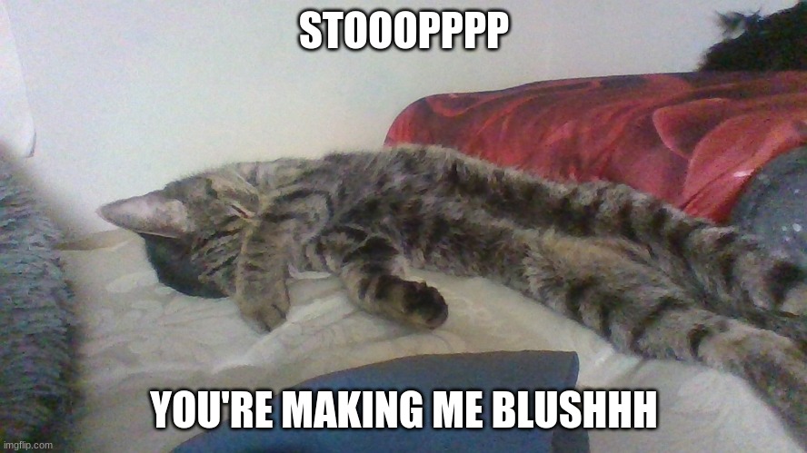 STOOOPPPP; YOU'RE MAKING ME BLUSHHH | image tagged in cat,cute,blushing | made w/ Imgflip meme maker
