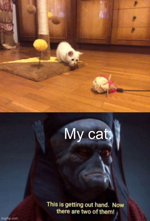 You can’t attack both of them, pick one | My cat: | image tagged in cute,cats,cat memes | made w/ Imgflip meme maker