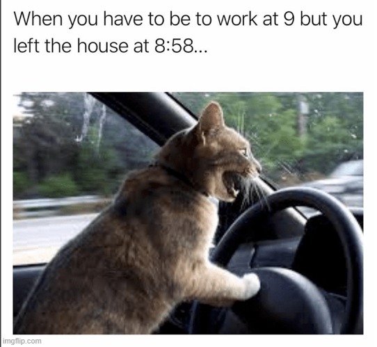 OOF LATE FOR WORK!!!!!!!!! | image tagged in bad drivers,cat | made w/ Imgflip meme maker